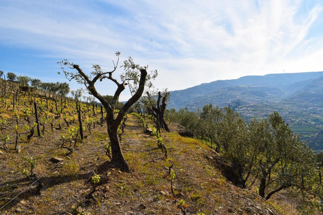 Quinta Dos Padrinhos - Suites In The Heart Of The Douro Lamego Bagian luar foto