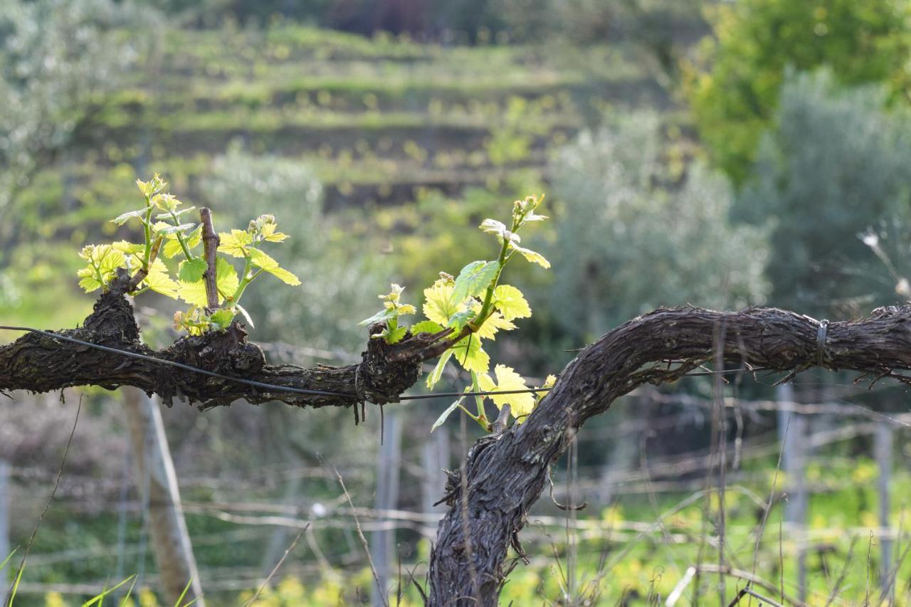 Quinta Dos Padrinhos - Suites In The Heart Of The Douro Lamego Bagian luar foto