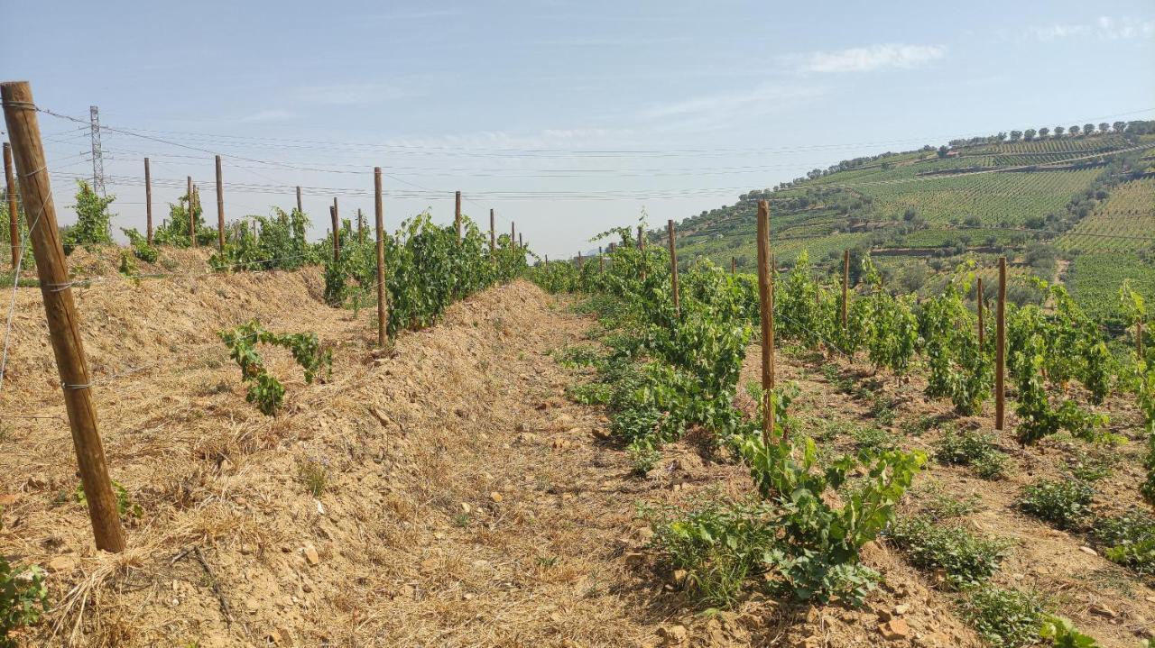 Quinta Dos Padrinhos - Suites In The Heart Of The Douro Lamego Bagian luar foto