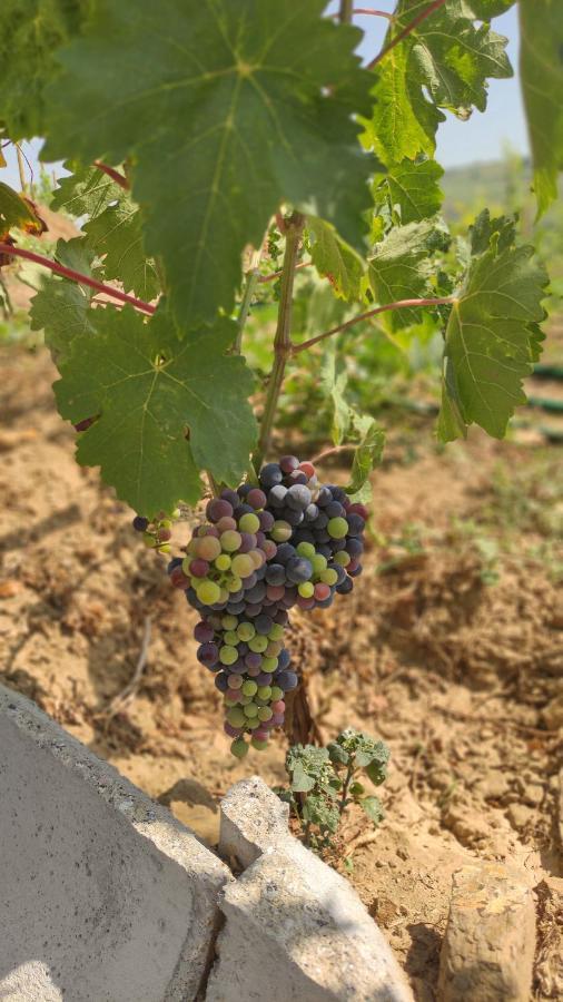 Quinta Dos Padrinhos - Suites In The Heart Of The Douro Lamego Bagian luar foto