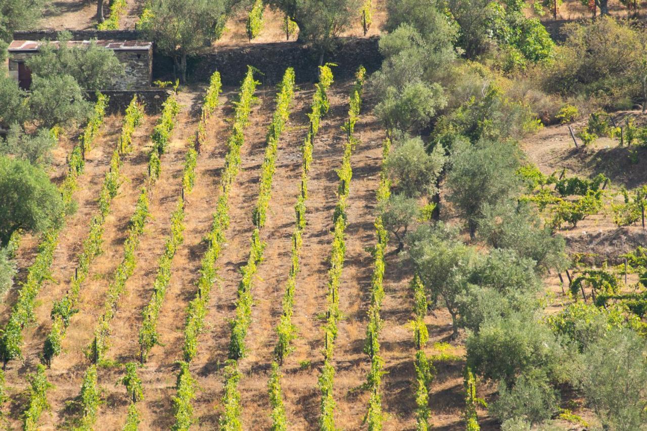 Quinta Dos Padrinhos - Suites In The Heart Of The Douro Lamego Bagian luar foto